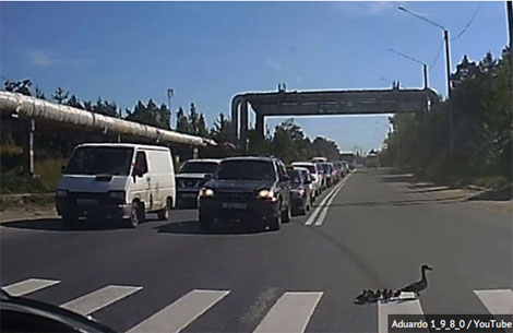 Stop, duck and listen: This mummy duck teaches ducklings how to cross the road safely